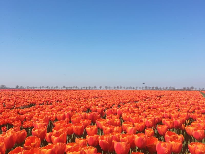 flower bulb farms