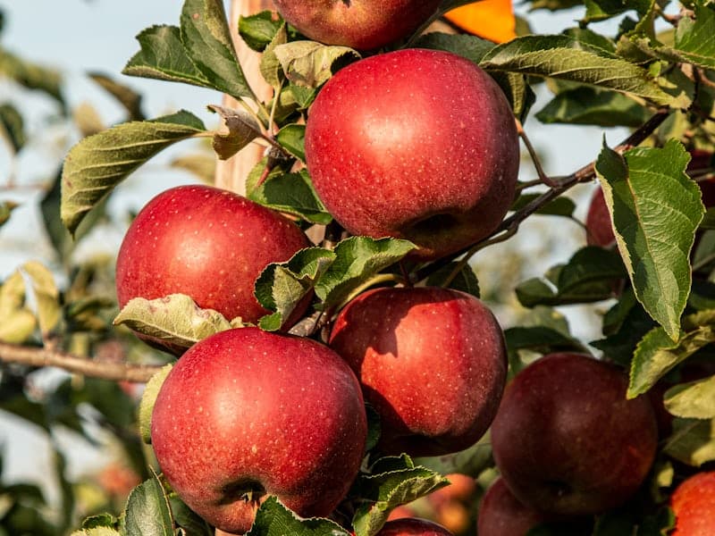 fruit farms