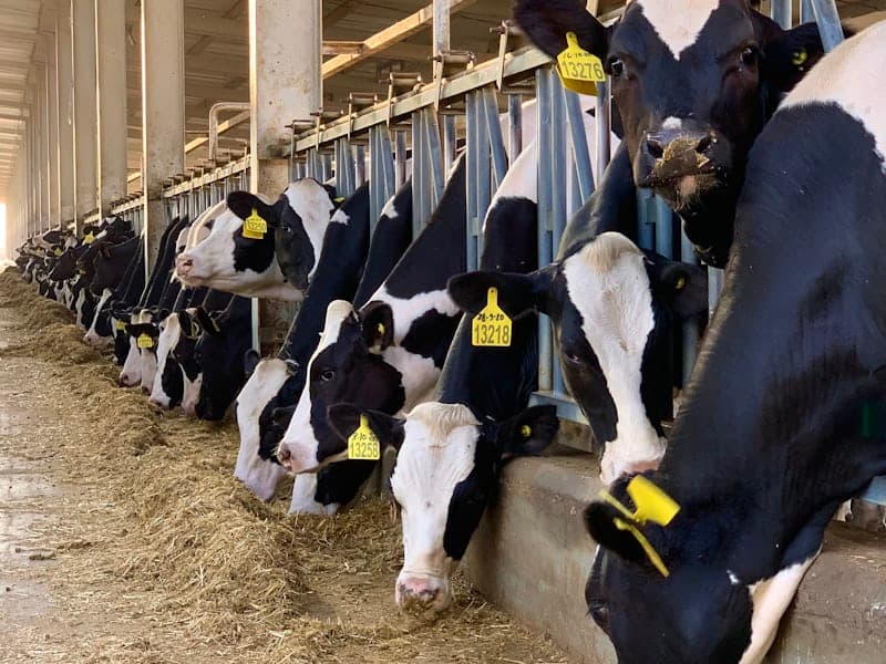 dairy farms
