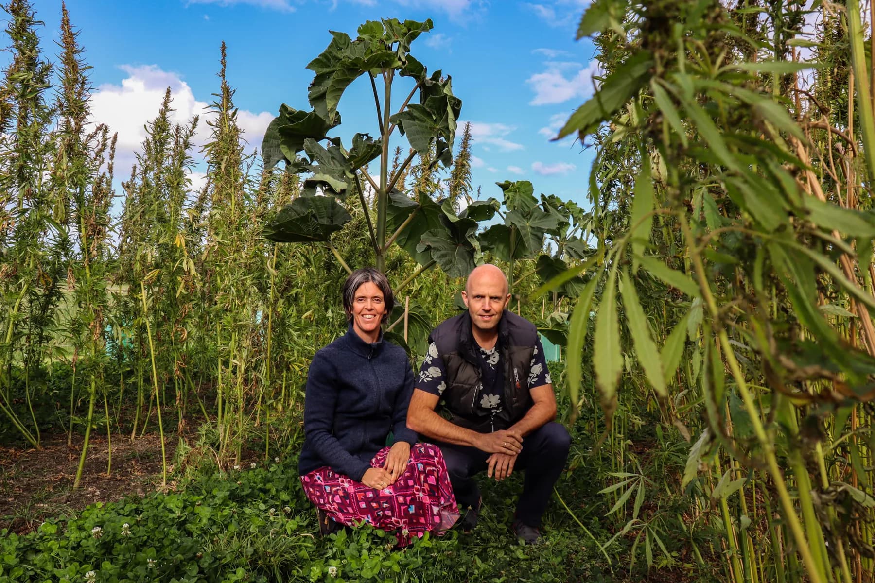 Experiment with CO₂-Sequestering Crops in Domburg